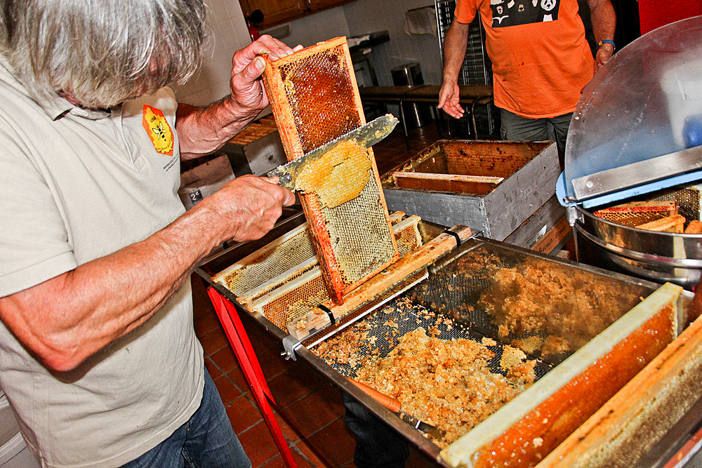 Pedagogical honey harvesting, Honey harvesting in front of the public, here the desoperculation of beeswax on a hive frame at l'arche de la nature, Le Mans Metropole educational area, Sarthe, France