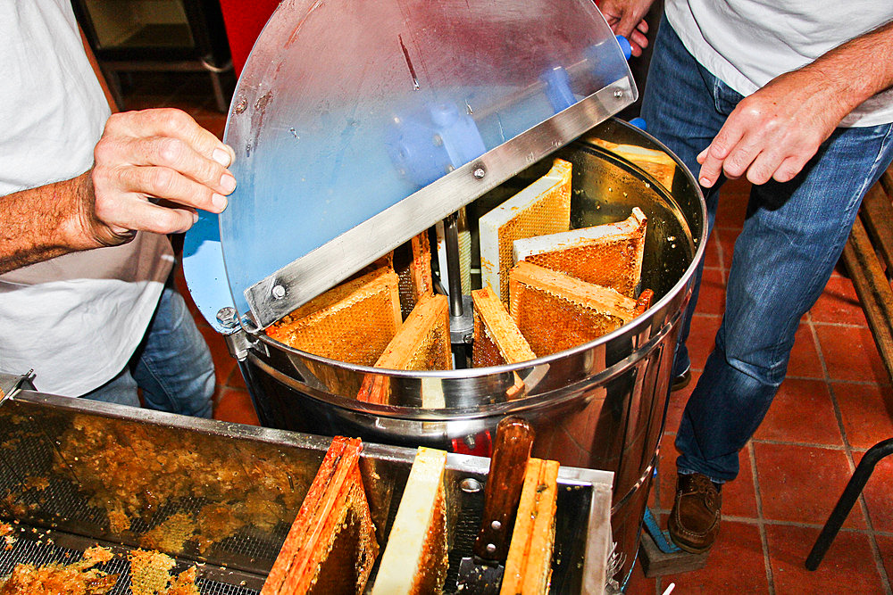 Honey harvest, honey extraction, here the hive frames, Sarthe, France
