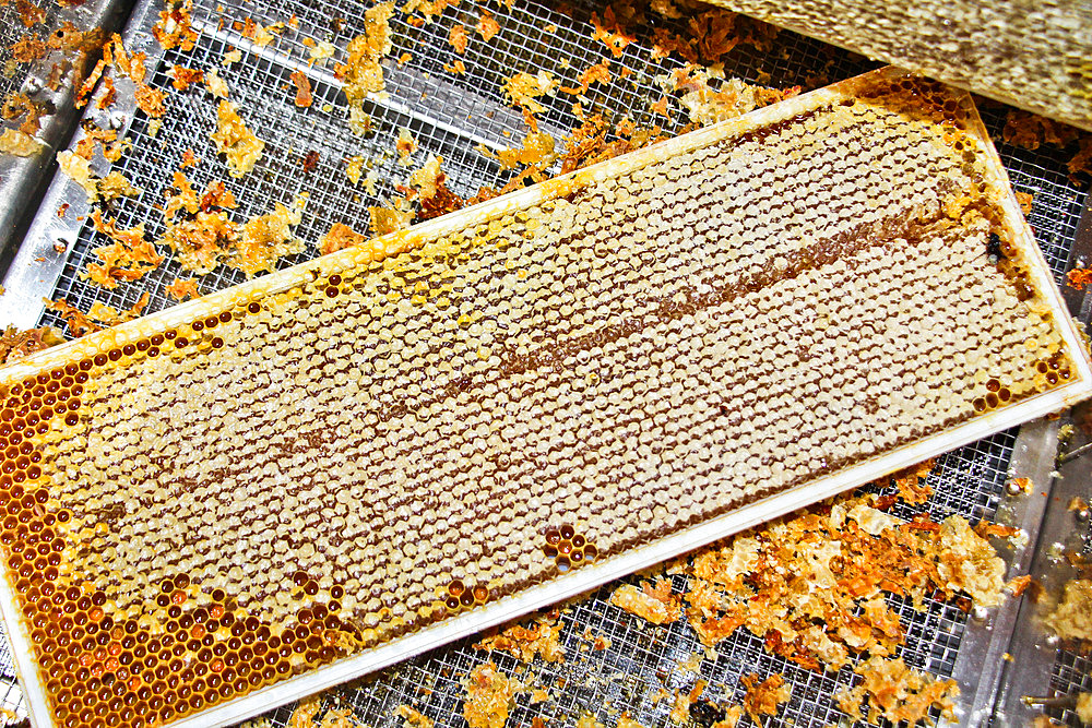 Honey harvest, frame of honey to be uncapped, here in a hive, Sarthe, France