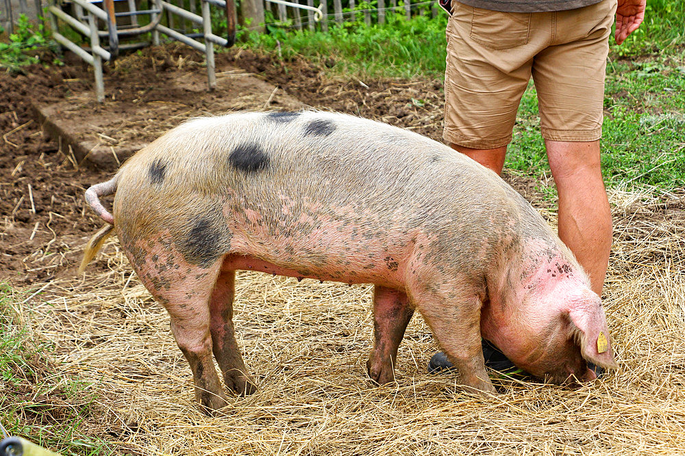 Bayeux pig, l'arche de la nature, educational pig farm, Le Mans Metropole, Sarthe, France