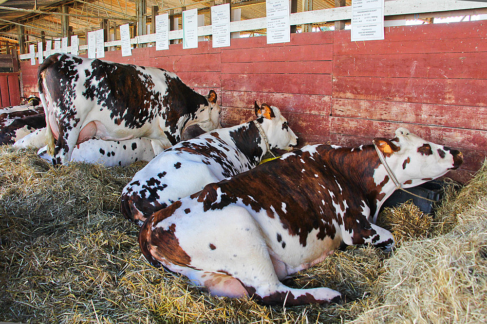Normandy dairy cows on a bed of straw in the barn at an agricultural fair in Le Mans, Sarthe, France.