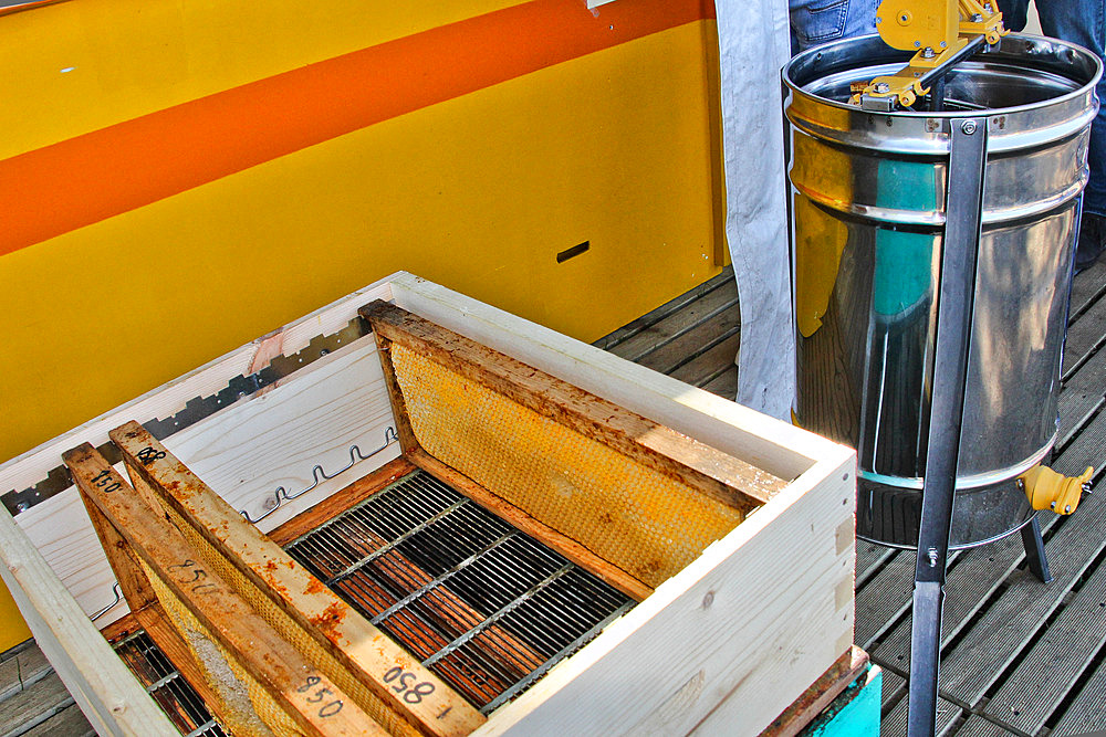 Honey extraction. Beekeeper extracting honey frames from a hive. A queen excluder can be seen between the body and the top of the hive, Sarthe, France.