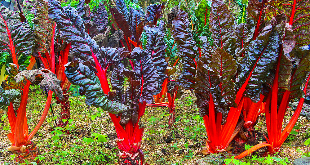 Chard Bright Lights, Arche de la Nature educational vegetable garden, Le Mans Metropole, Sarthe, France