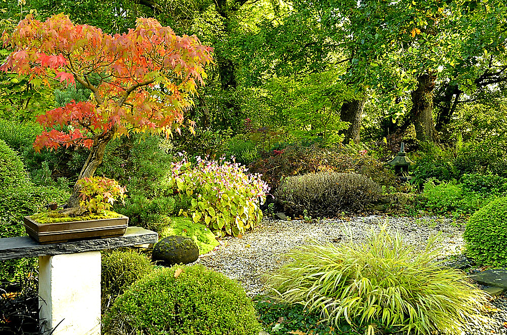 Bonsai Japanese maple and Japanese garden at Moulin de la Lande in Brittany, France
