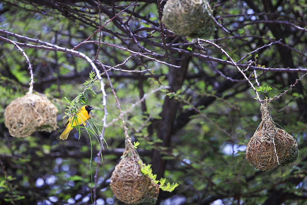 Male Southern Masked Weaver (Ploceus velatus) building his nest, Namibia, Africa