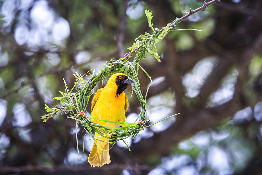 Male Southern Masked Weaver (Ploceus velatus) building his nest, Namibia, Africa