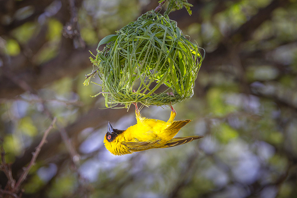 Male Southern Masked Weaver (Ploceus velatus ) calls to the female by flapping his wings, hanging under his nest, so that she can come and "control" the construction of the nest... Namibia, Africa