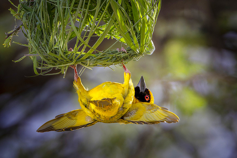 Male Southern Masked Weaver (Ploceus velatus ) calls to the female by flapping his wings, hanging under his nest, so that she can come and "control" the construction of the nest... Namibia, Africa