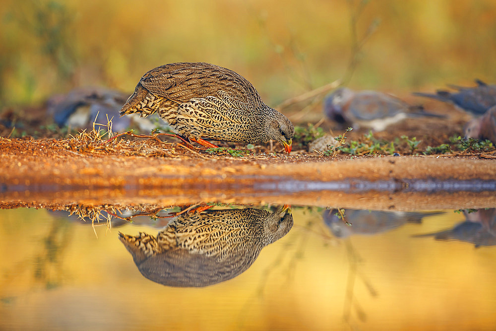 Natal francolin (Pternistis natalensis) eating along waterhole with reflection in Greater Kruger National park, South Africa