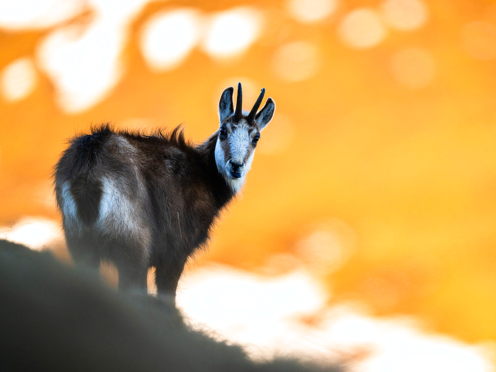 Chamois (Rupicapra rupicapra) standing in the grass on the mountain. Alps, Austria.