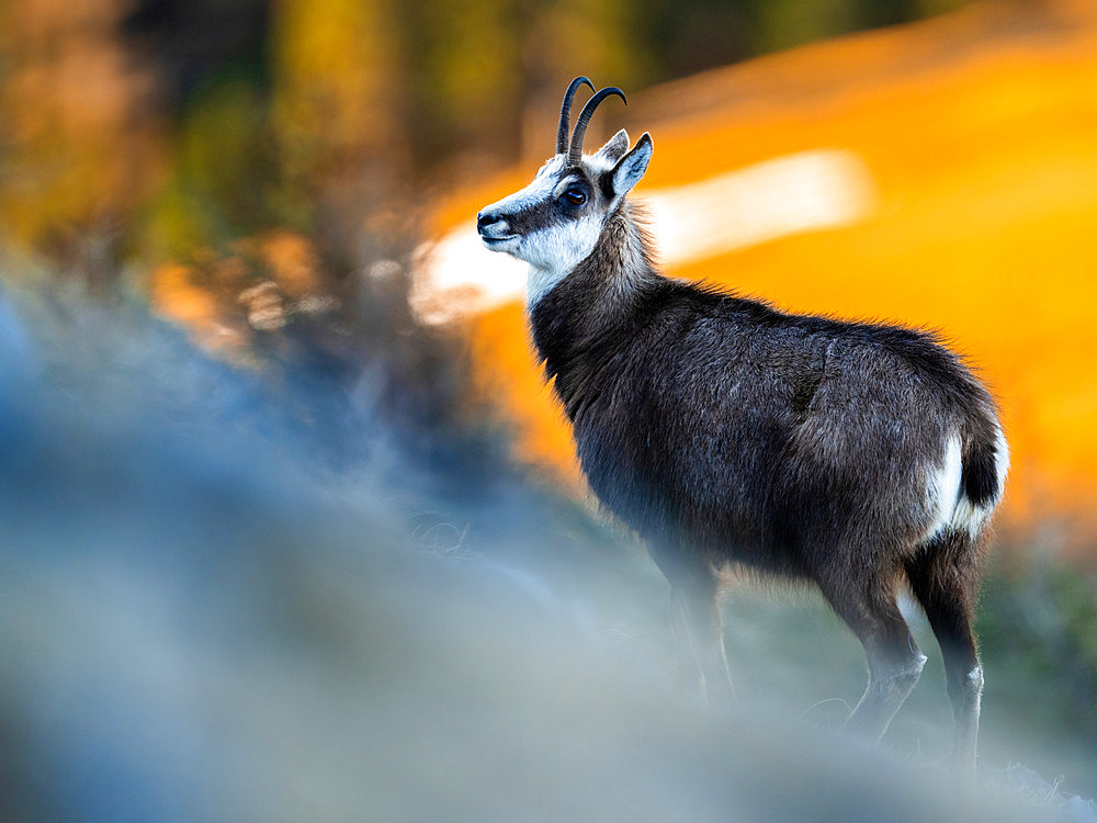 Chamois (Rupicapra rupicapra) standing in the grass on the mountain. Alps, Austria.