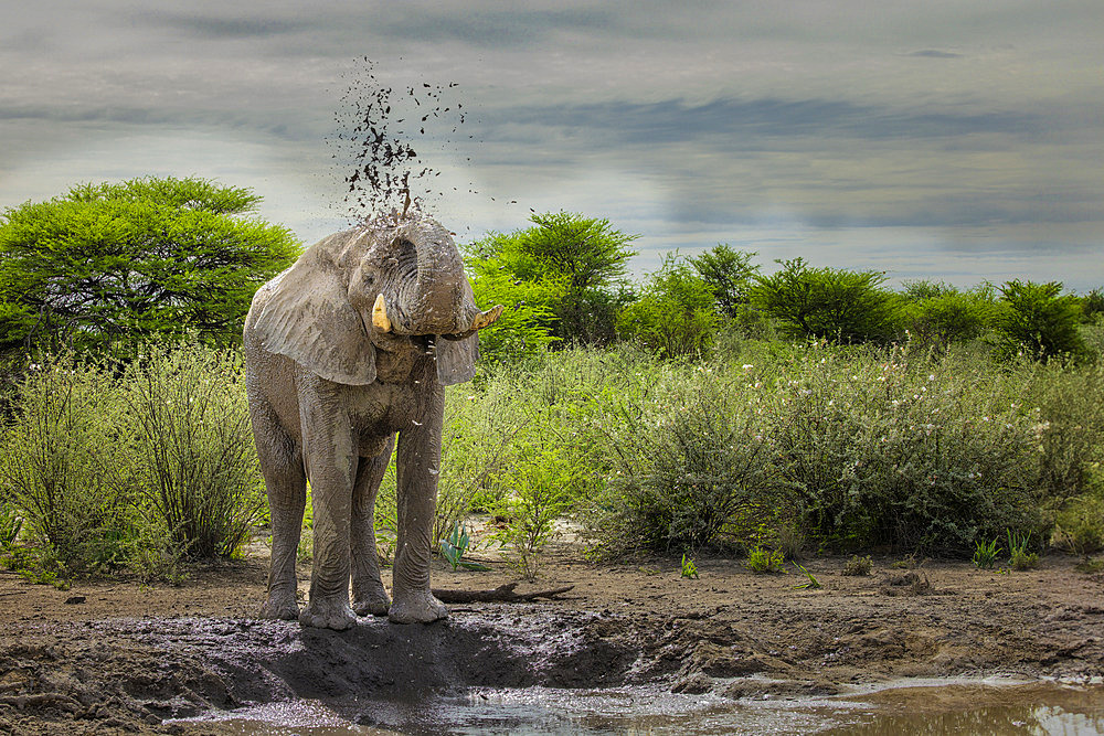 African elephant (Loxodonta africana), taking a "mud bath" by spraying himself, Etrosha National Park, Namibia, Africa