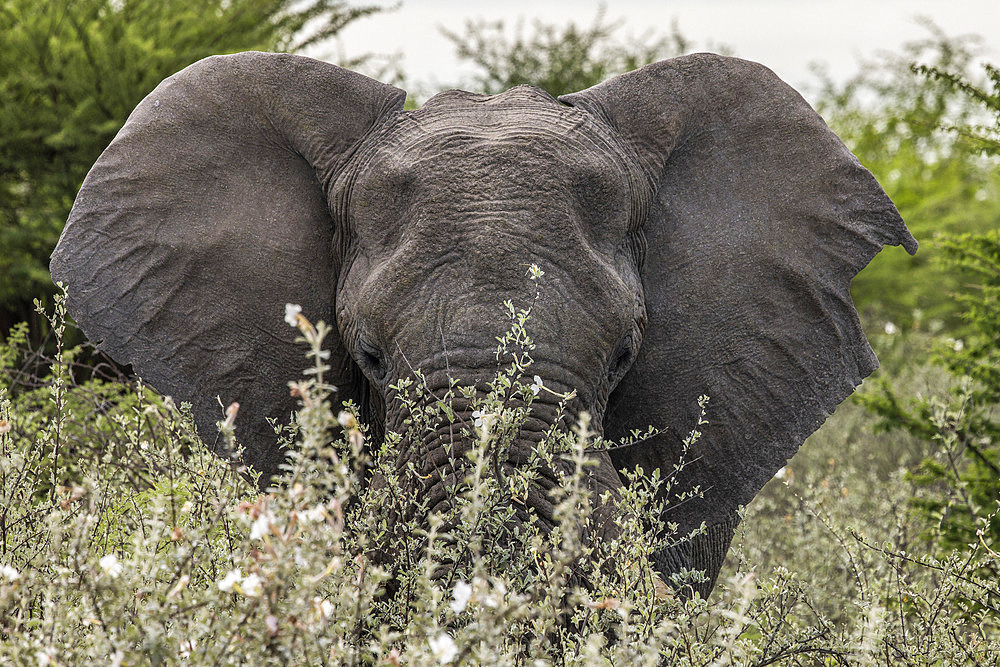 African elephant (Loxodonta africana), Namibia, Africa