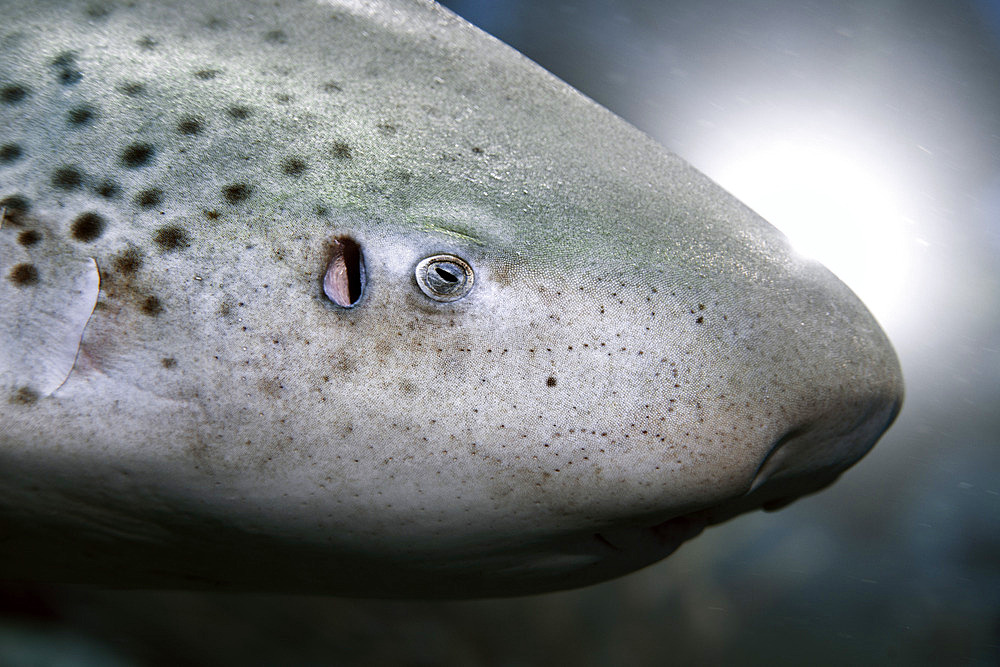 Leopard shark (Stegostoma fasciatum). Detail of the head. Maldives, Southern Hemisphere. Indian Ocean.