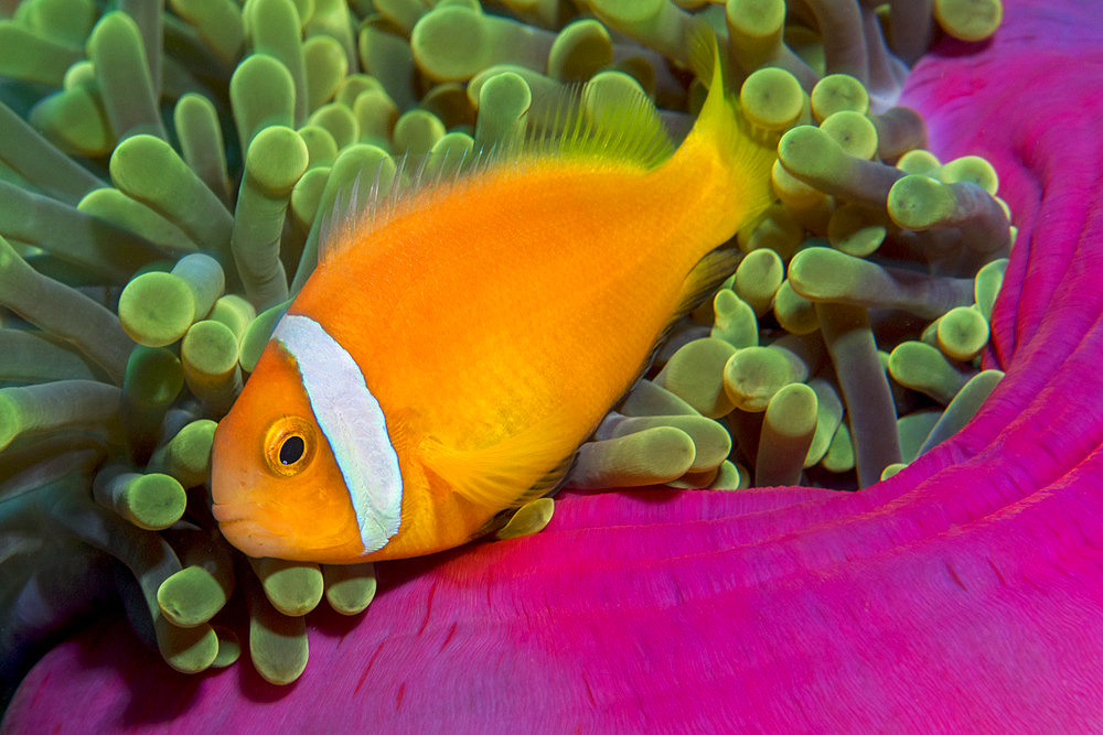 Clownfish (Amphiprion nigripes) sheltering in an anemone (Heteractis magnifica). Coral reef. Maldives, Southern Hemisphere. Marine ecosystem. Indian Ocean.