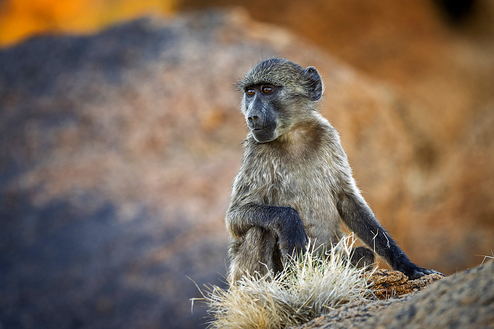 Chacma baboon or Cape baboon (Papio ursinus) at Augrabies Falls National Park, Northern Cape. South Africa.