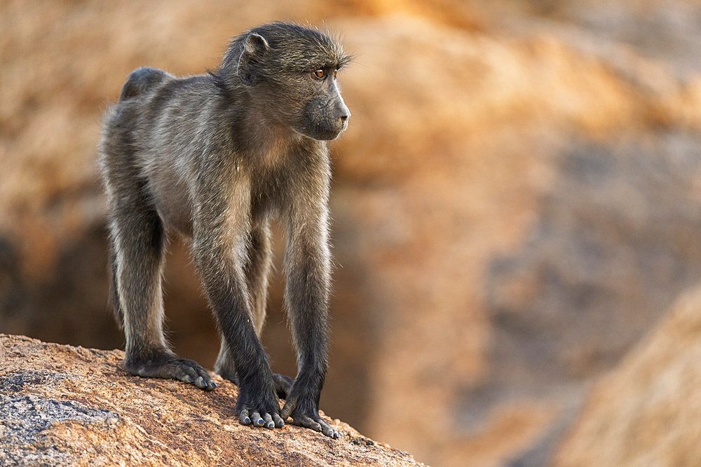 Chacma baboon or Cape baboon (Papio ursinus) at Augrabies Falls National Park, Northern Cape. South Africa.