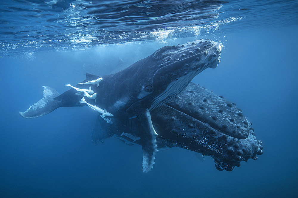 Female humpback whale (Megaptera novaeangliae) and calf in the calm, protective waters of the Mayotte lagoon.