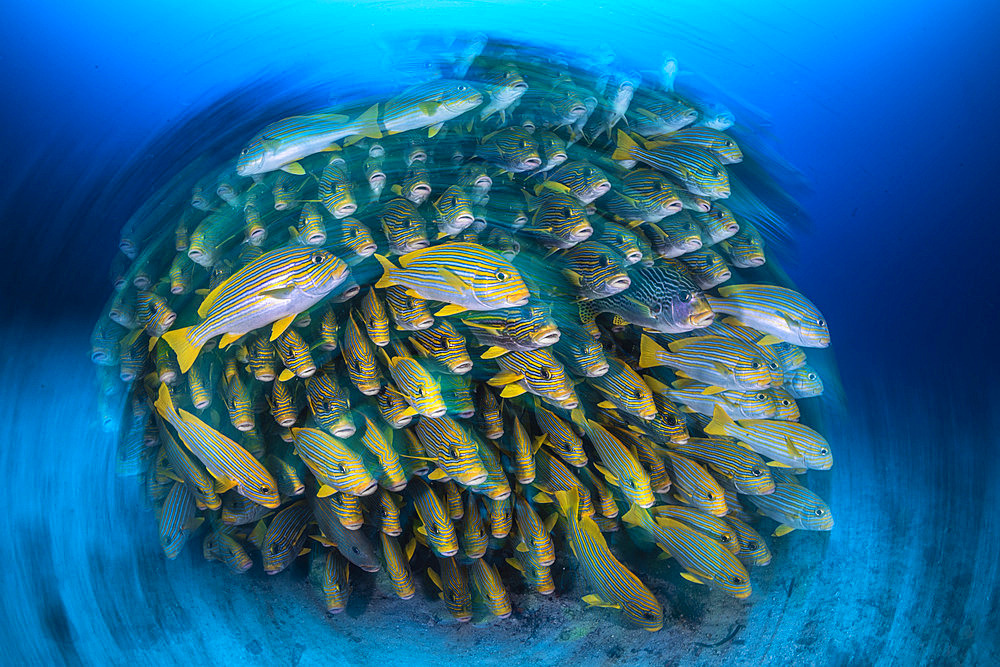 School of Sweetlips (Plectorhynchus), Cape Kri, Raja Ampat, Indonesia