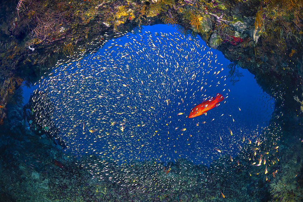 Scene of reef life in a small cavity 18 meters down on the wall of the north boat pass. A bright red coral hind (Cephalopholis miniata), contrasting with the surrounding blue, swims through a school of glass fish. Mayotte