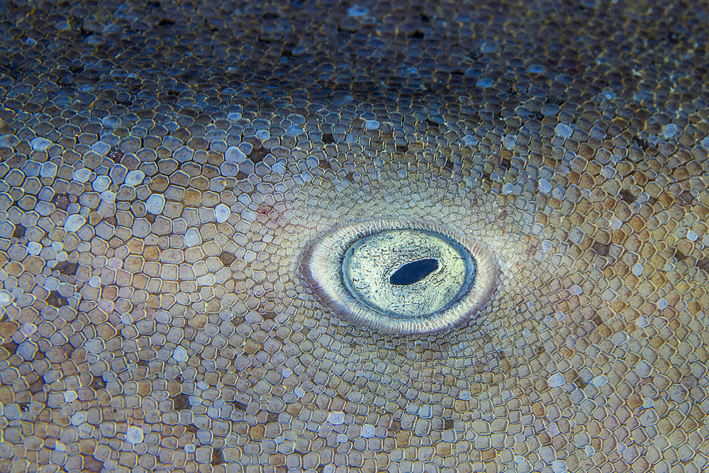 Eye of a tawny nurse shark (Nebrius ferrugineus), Close-up of the eye of a sleeper shark lying on the sand in a cave in the south of the Mayotte lagoon at a depth of 55 meters.