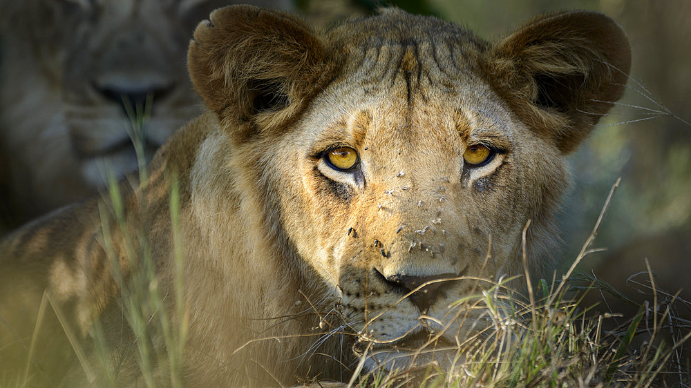 Lion (Panthera leo)in the Okavango Delta. Botswana.