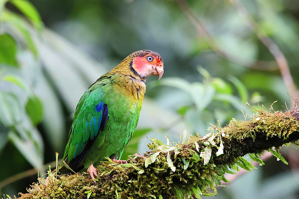 Rose-faced parrot (Pyrilia pulchra) on a branch, Equatorial Andean Forest, Ecuador, South America