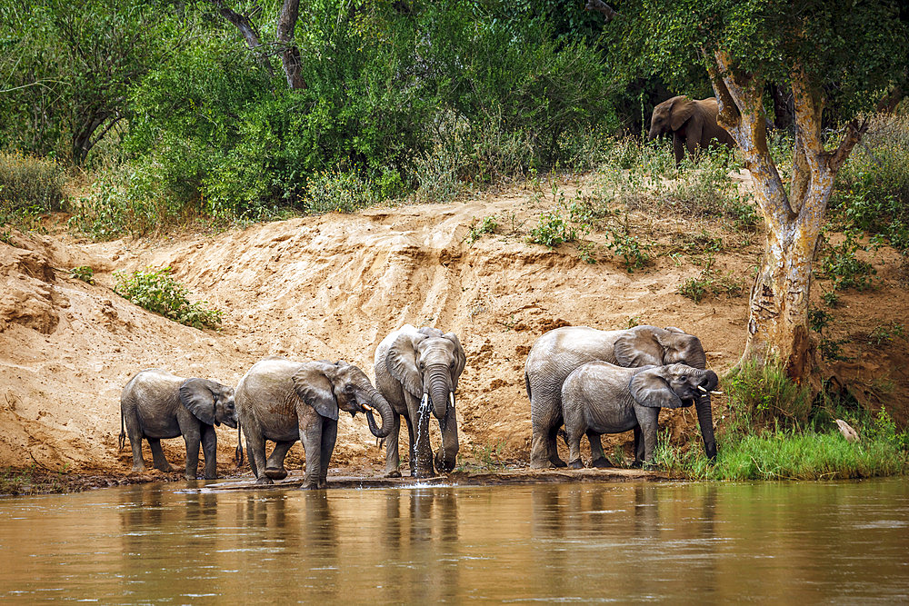 Small group of African bush elephants (Loxodonta africana) drinking in riverside in Kruger National park, South Africa