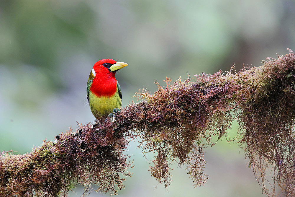 Red-headed Barbet (Eubucco bourcierii) male on a branch. Forest of the equatorial Andes. Ecuador South America