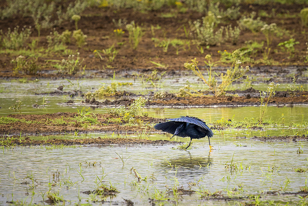 Black Heron (Egretta ardesiaca) fishing with an umbrella in a swamp in Namibia, Africa.