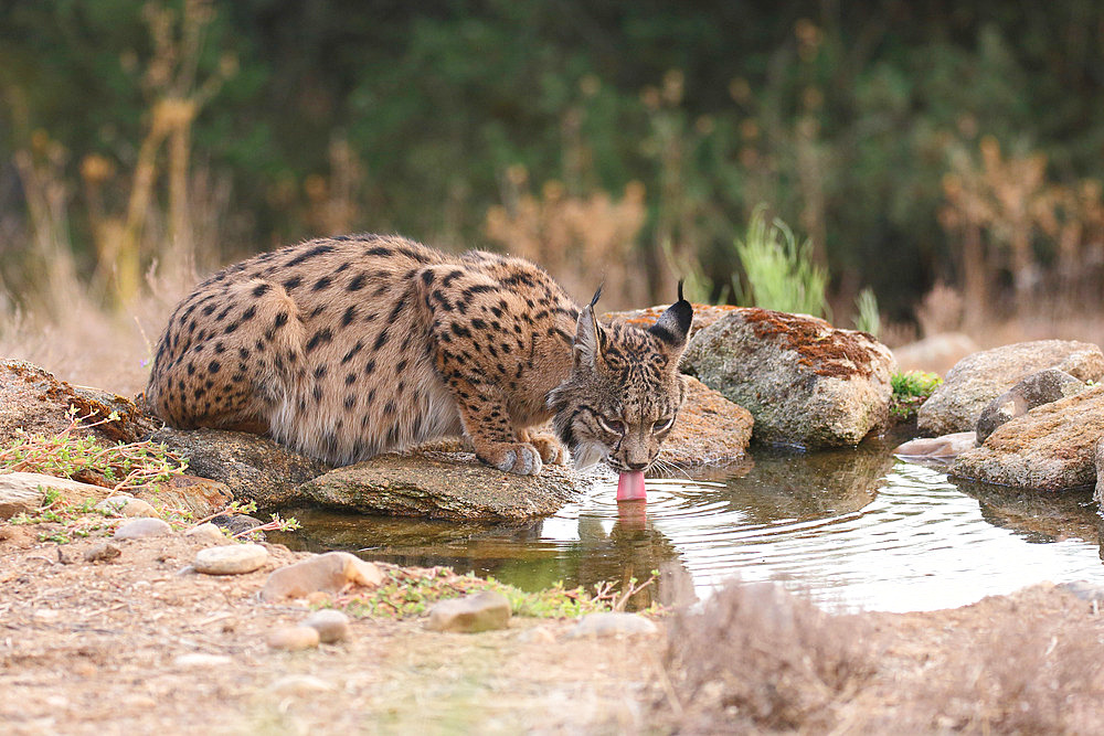 Iberian lynx (Lynx pardinus) adult female drinking from a spring, province of Castilla la Mancha, Spain