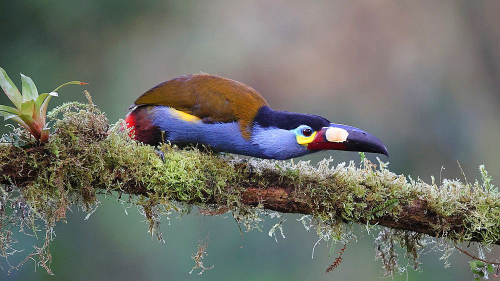 Plate-billed Mountain Toucan (Andigena laminirostris) perched on a branch in the forest. Ecuador South of America