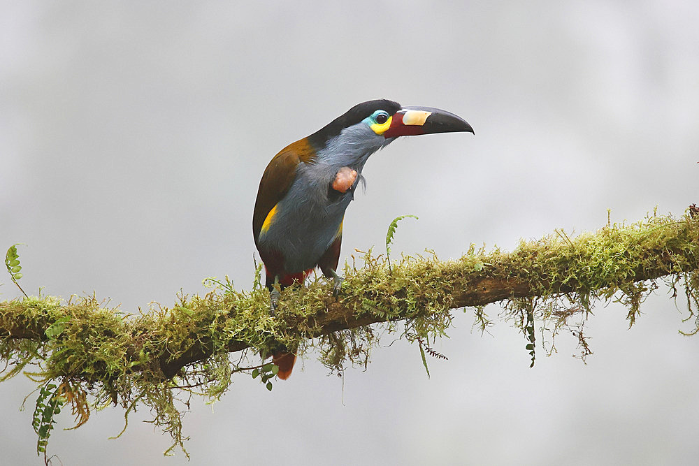 Plate-billed Mountain Toucan (Andigena laminirostris) perched on a branch in the forest suffering from a tumour on its breast. Ecuador South of America