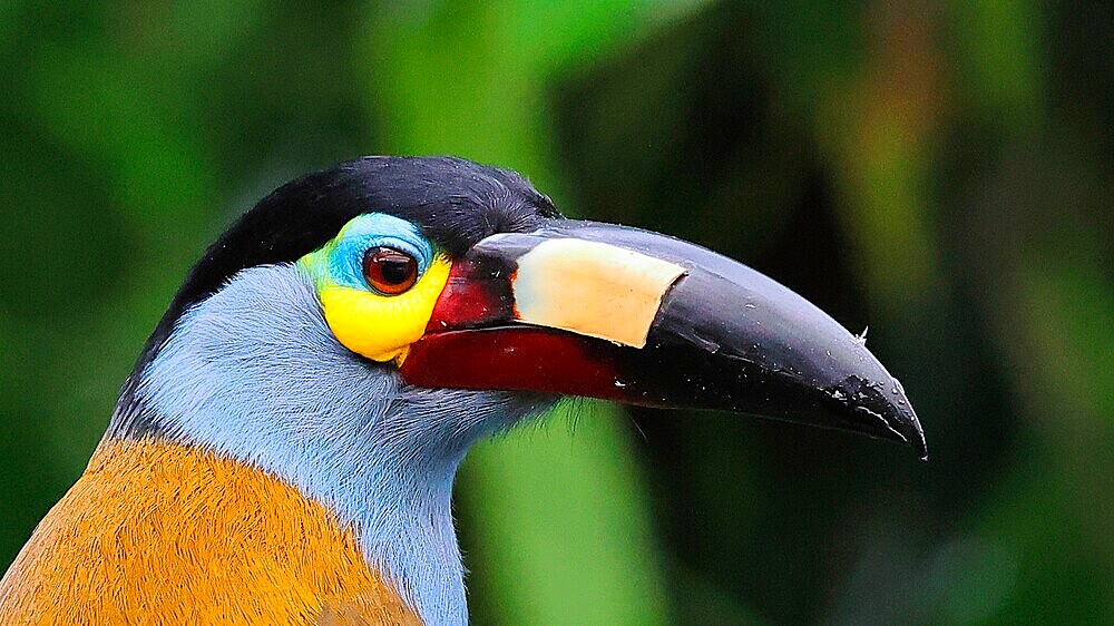 Portrait of a Plate-billed Mountain Toucan (Andigena laminirostris) in the forest of the equatorial Andes. Ecuador South America