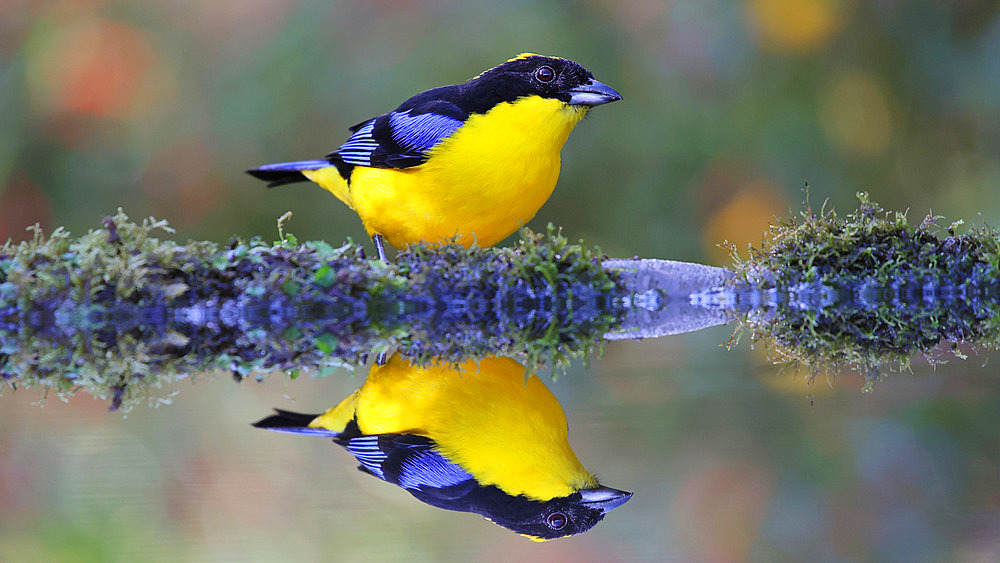Blue-winged mountain tanager (Anisognathus somptuosus) on the edge of a pool and its reflection. Ecuador South of America