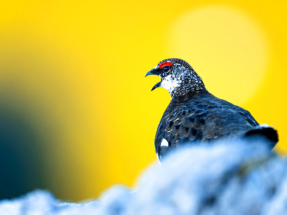 Rock Ptarmigan (Lagopus muta) on a rock, Alps, Austria