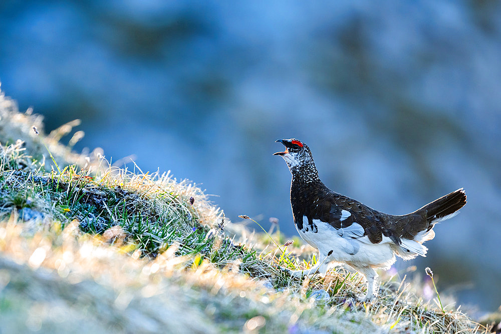 Rock Ptarmigan (Lagopus muta) walking on grass, Alps, Austria