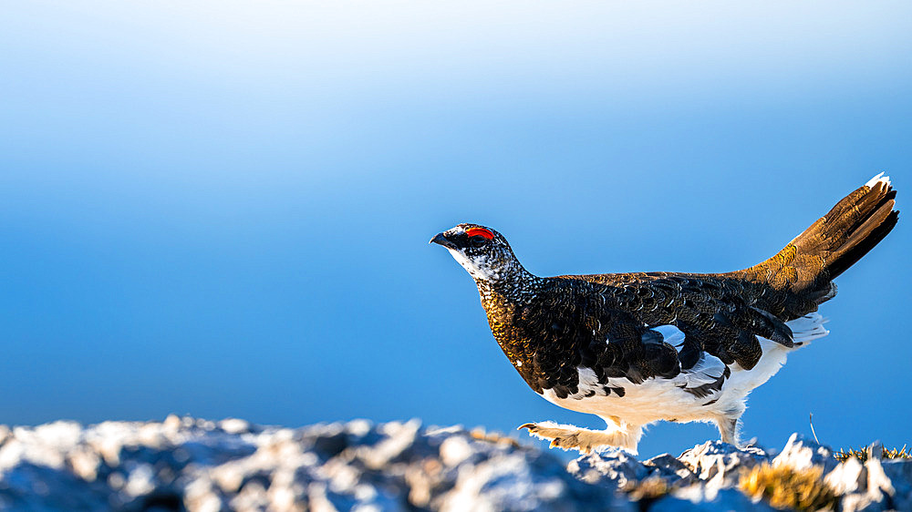 Rock Ptarmigan (Lagopus muta) walking on rock, Alps, Austria
