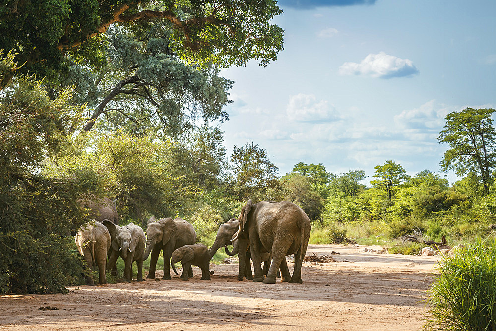 Group of African bush elephants (Loxodonta africana) in dry riverbed in Kruger National park, South Africa