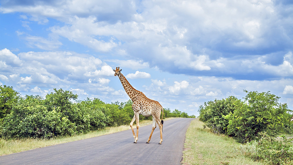 Giraffe (Giraffa camelopardalis) crossing safari road in Kruger National park, South Africa