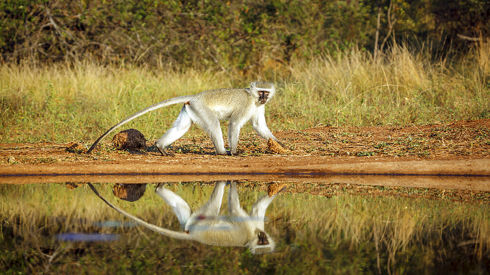 Vervet monkey (Chlorocebus pygerythrus) walking along waterhole with reflection in Kruger National park, South Afric