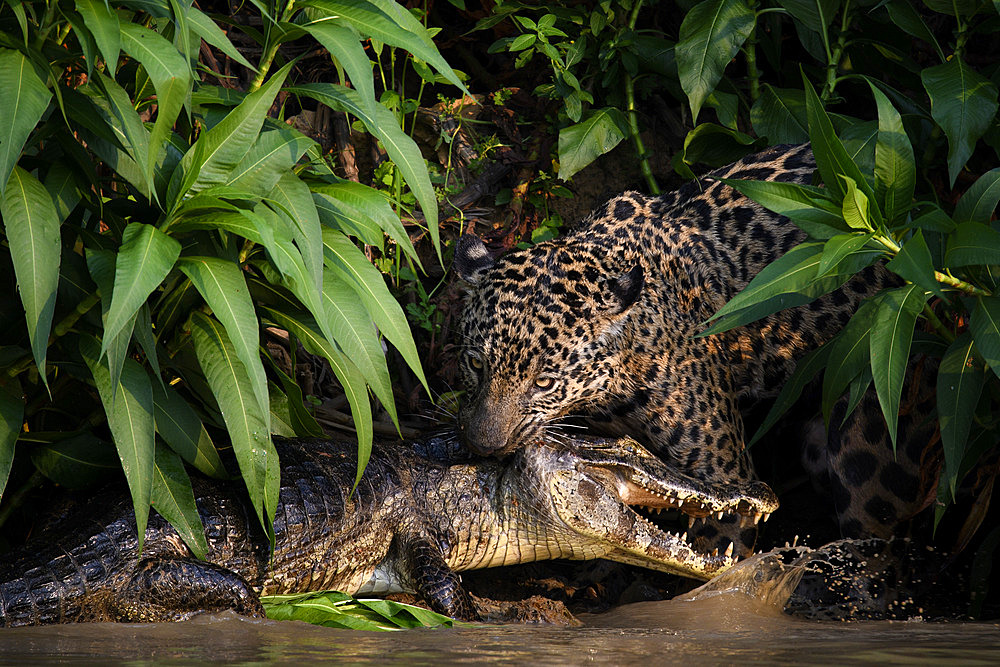 Hunting scene of a jaguar (Panthera onca) catching a yacare caiman (Caiman yacare) by the neck in Pantanal, Brazil