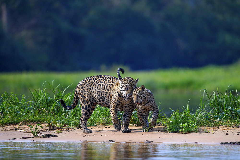 Jaguar (Panthera onca) Mother reuniting with her cub on the beach by the river in Pantanal, Brazil