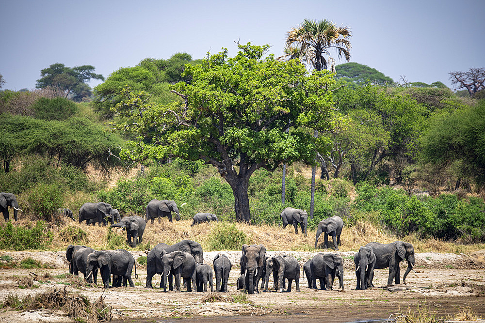 African Elephant (Loxodonta africana) elephant family on the river bank in Tarangire National Park, Tanzania