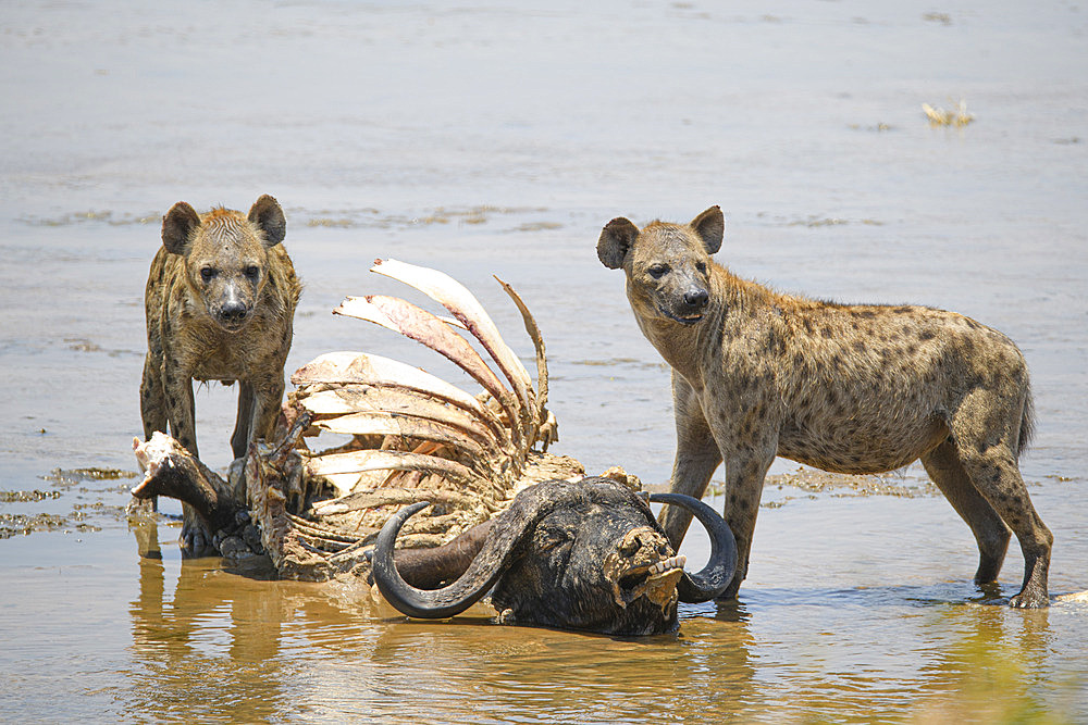 Two spotted hyenas (Crocuta crocuta) in a river feeding on a carcass of an African buffalo (Syncerus caffer) in Tarangire National Park, Tanzania