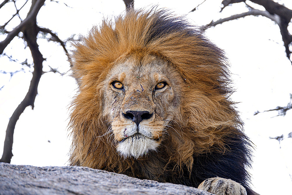 Portrait of a lion (Panthera leo) resting on a rock and looking at the photographer in the Serengeti, Tanzania