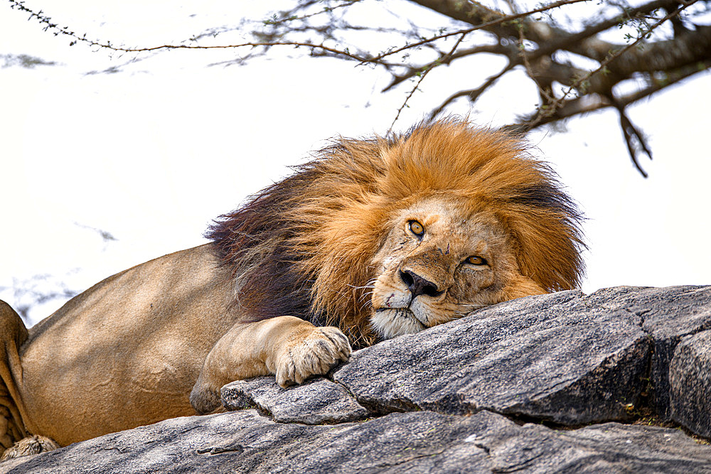 Portrait of a lion (Panthera leo) resting on a rock and looking at the photographer in the Serengeti, Tanzania