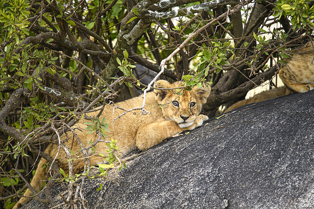 Lion cub (Panthera leo) resting on a rock under a bush while waiting for their mother in the Serengeti, Tanzania