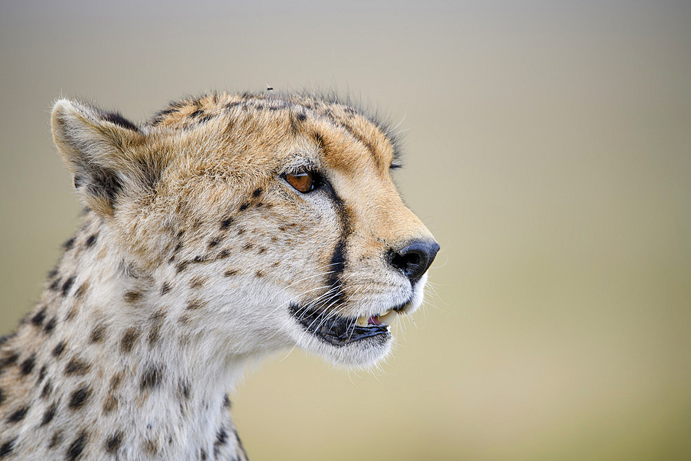 Portrait of a cheetah (Acinonyx jubatus) in profil with its mouth half open in the Serengeti, Tanzania
