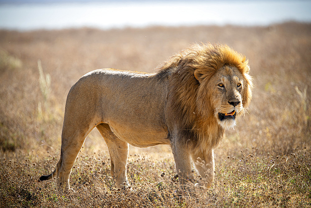 Lion (Panthera leo) walking in the savannah in the Ngorongoro Crater in Tanzania